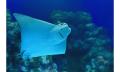 Night at the Aquarium Tour Thumbnail 2
