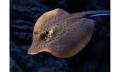 Night at the Aquarium Tour Thumbnail 6