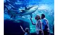 Night at the Aquarium Tour &amp; 2 Course Dinner Thumbnail 4