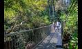 Daintree Dreaming Thumbnail 2