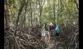 Daintree Dreaming Thumbnail 5
