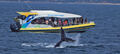 Whale Watching Jervis Bay Thumbnail 1