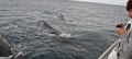 Whale Watching Jervis Bay Thumbnail 6