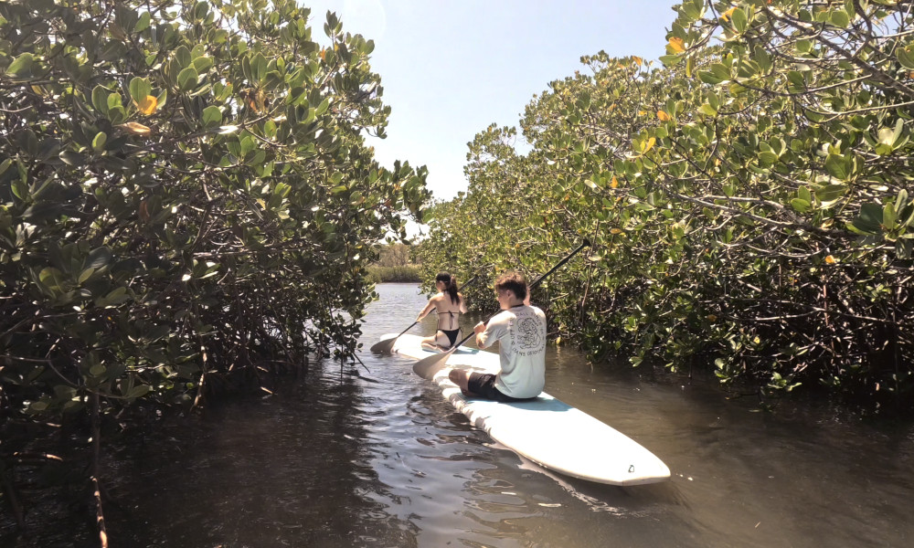Noosa Stand Up Paddle & Mangrove Tunnel Tour (Self Guided)