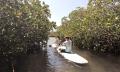 Noosa Stand Up Paddle &amp; Mangrove Tunnel Tour (Self Guided) Thumbnail 1