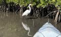 Noosa Stand Up Paddle &amp; Mangrove Tunnel Tour (Self Guided) Thumbnail 3