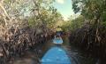 Noosa Stand Up Paddle &amp; Mangrove Tunnel Tour (Self Guided) Thumbnail 5
