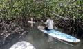 Noosa Stand Up Paddle &amp; Mangrove Tunnel Tour (Self Guided) Thumbnail 6