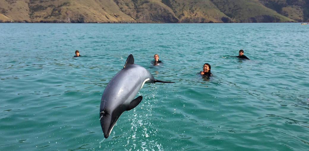 Akaroa Dolphin Swim Experience Gallery Banner 1