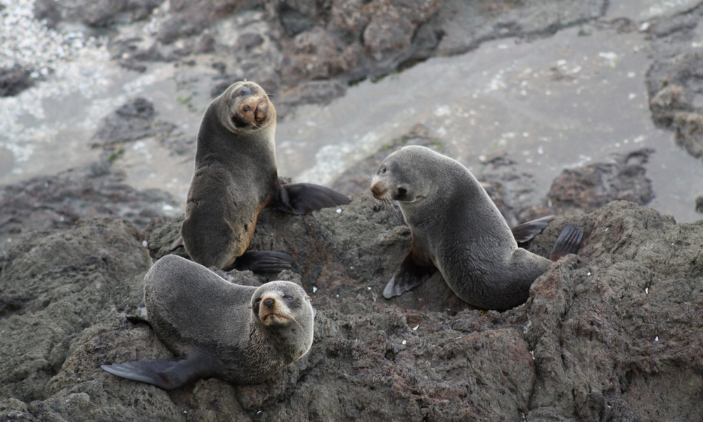 seals