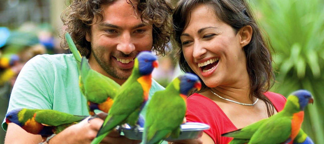 Currumbin Wildlife Sanctuary Tickets - RACQ