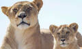 Monarto Safari Park Entry Tickets Thumbnail 4