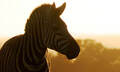 Monarto Safari Park Entry Tickets Thumbnail 6