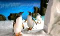 SEA LIFE Melbourne Aquarium Entry - Dynamic pricing Thumbnail 4