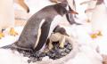 SEA LIFE Melbourne Aquarium Entry - Dynamic pricing Thumbnail 5