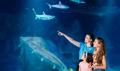 SEA LIFE Melbourne Aquarium Entry - Dynamic pricing Thumbnail 6