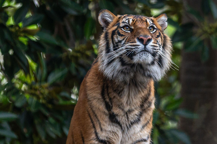 Rise and Roam and a Day at Adelaide Zoo
