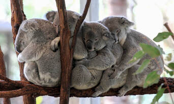 Lone Pine Koala Sanctuary Tickets Thumbnail 1
