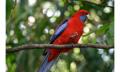 Illawarra Fly Treetop Walk Entry Thumbnail 6