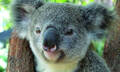 Kuranda Koala Gardens Entry Tickets Thumbnail 1