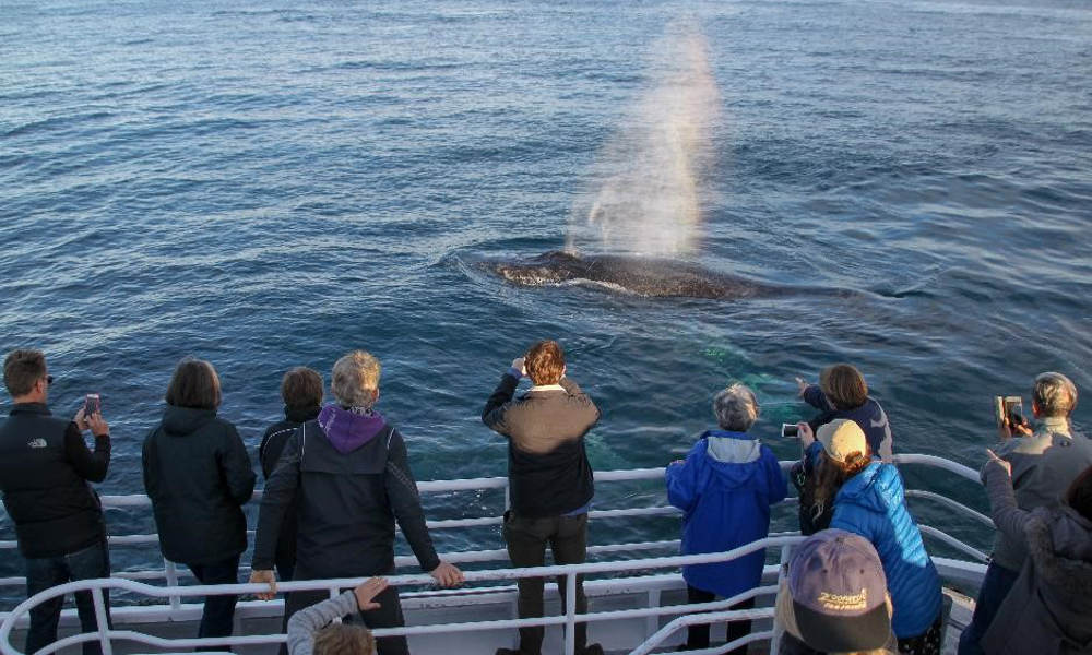 Whale Watching Western Australia | ClubConnect