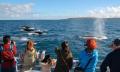 Morning Whale Watching Cruise Augusta Thumbnail 4