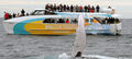 Whale Watching from Brisbane Thumbnail 2