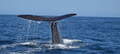 Whale Watching Cruise Kaikoura Thumbnail 4