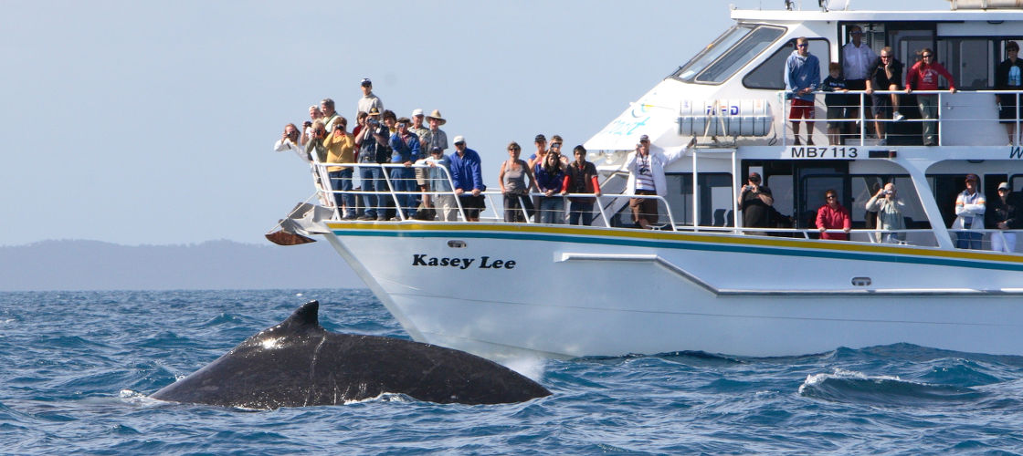 Phillip Island Whale Watching Tours | Club Connect