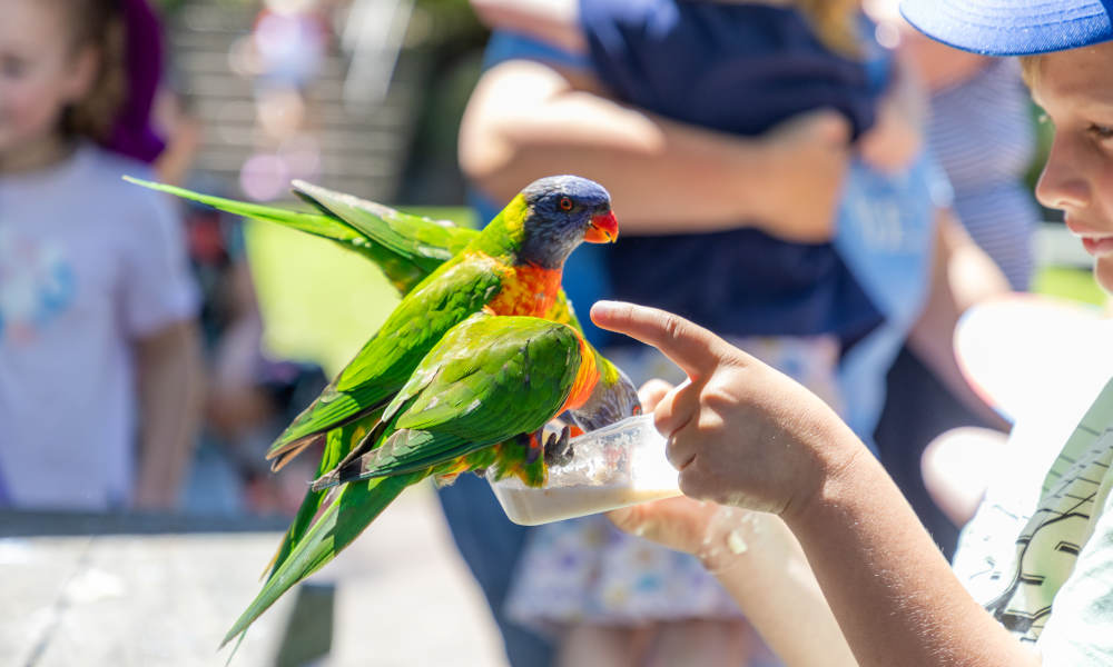 Birds