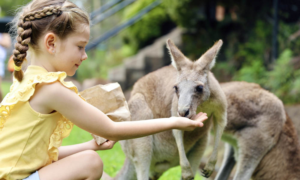 Kangaroo