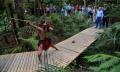 Waitangi Treaty Grounds Hangi Dinner and Concert Thumbnail 3