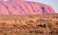 Uluru Express Camel Tours Thumbnail 1