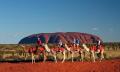 Uluru Express Camel Tours Thumbnail 6