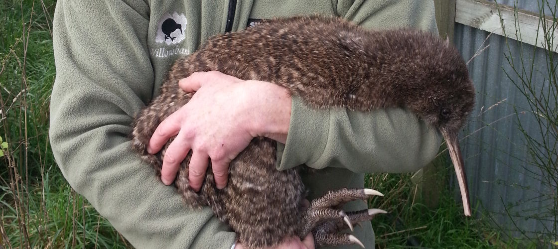 Kiwi Willowbank