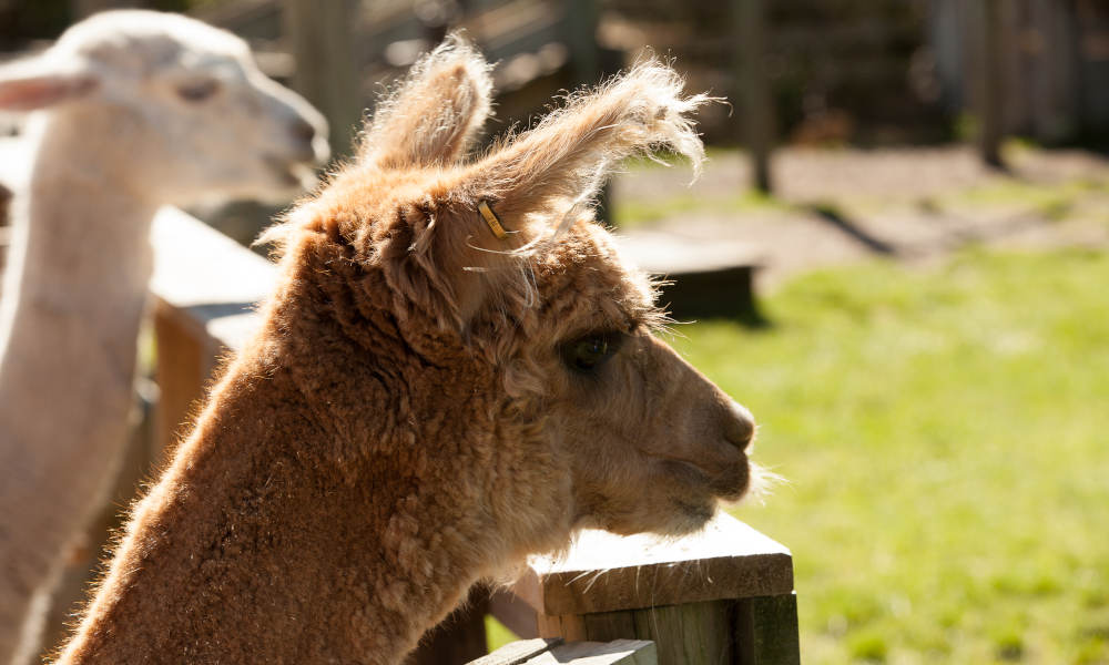 Willowbank Alpaca