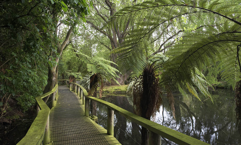 Boardwalk Willowbank