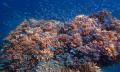 Wavelength Outer Barrier Reef Thumbnail 3