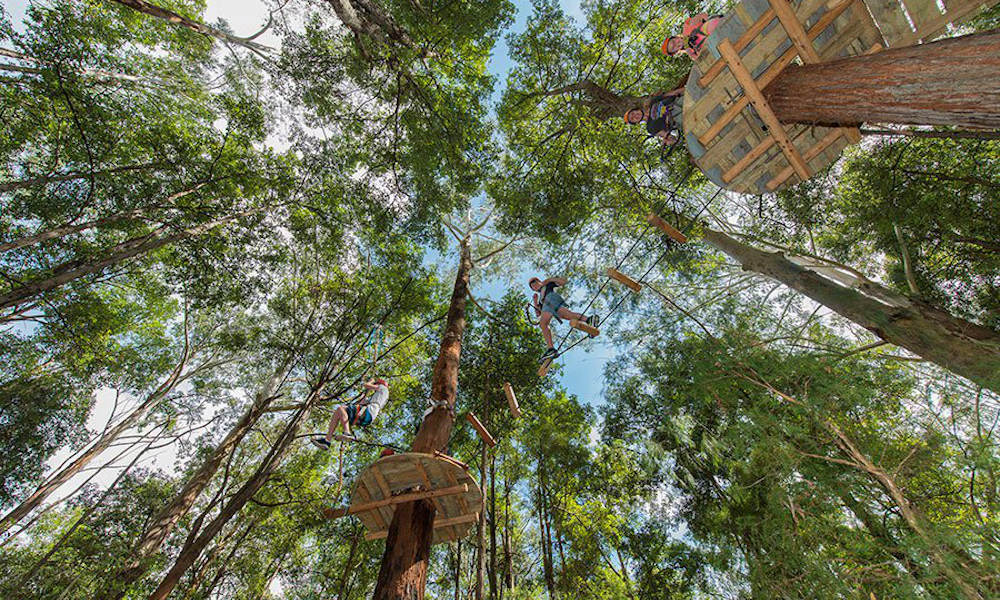 Central Coast TreeTop Adventure Park - Book Now | Experience Oz