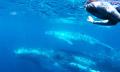Swim with the Whales Tour from Mooloolaba Thumbnail 2