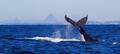 Swim with the Whales Tour from Mooloolaba Thumbnail 5