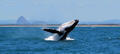 Swim with the Whales Tour from Mooloolaba Thumbnail 6