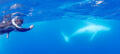 Swim with the Whales Tour from Mooloolaba Thumbnail 1