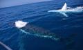 Small Group Whale Watching Tour from Mooloolaba Thumbnail 1