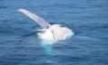 Small Group Whale Watching Tour from Mooloolaba Thumbnail 2