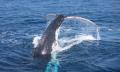 Small Group Whale Watching Tour from Mooloolaba Thumbnail 5