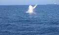 Small Group Whale Watching Tour from Mooloolaba Thumbnail 4