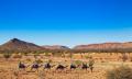 Alice Springs Noon Camel Ride Thumbnail 1