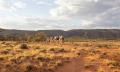 Alice Springs Noon Camel Ride Thumbnail 6