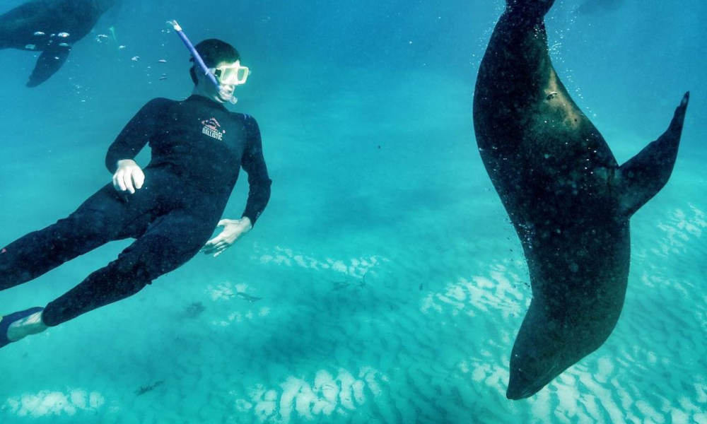 snorkeling with a seal